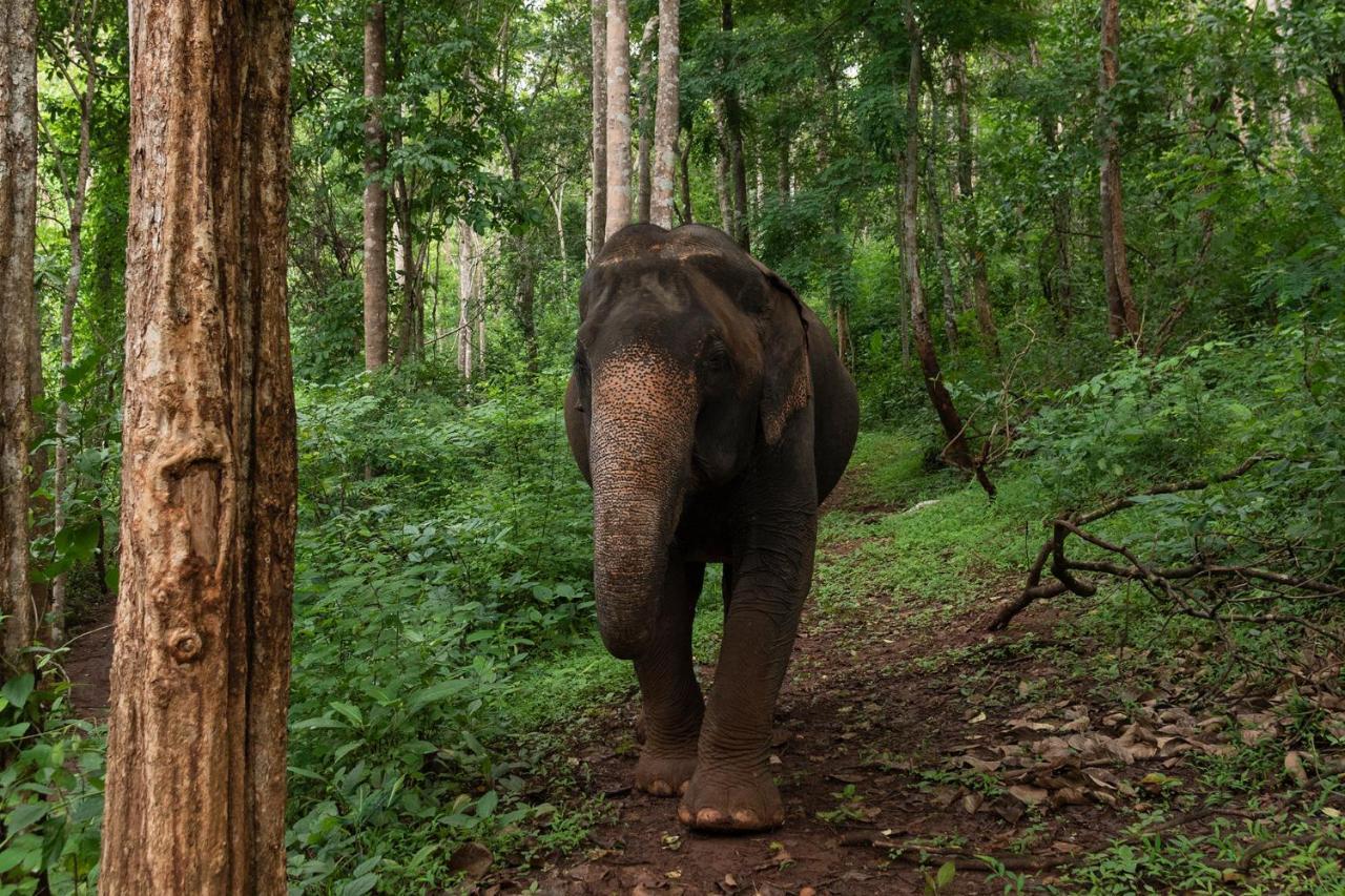Chiang Mai Elephant Friends Ngoại thất bức ảnh